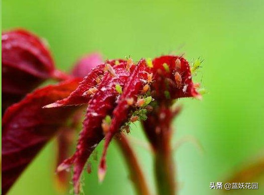 月季花苞期蚜虫不处理会怎么样,月季花苞上有蚜虫喷什么药