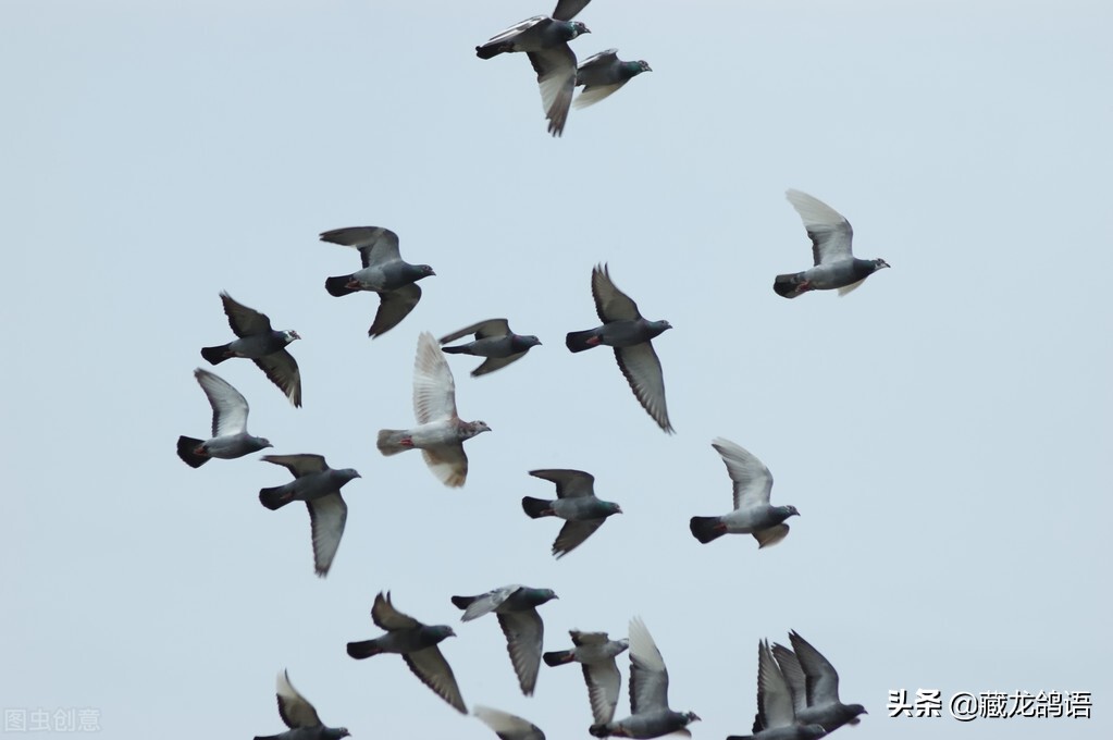 赛鸽飞不飞，怎么飞与鸽质的联系