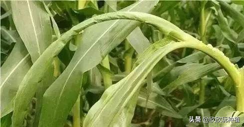 玉米心叶卷曲了，还能捋直吗？