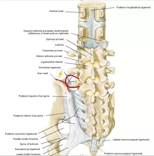 年纪轻轻就腰痛？警惕这2种先天发育不良！（附解决办法）
