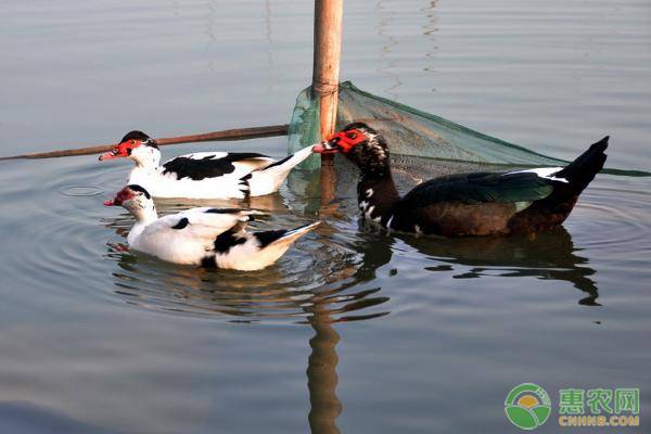 大棚养鸭最关键的技术是什么,养鸭大棚养鸭技术