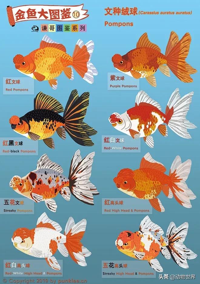 金鱼大图鉴详解,金鱼大图鉴2