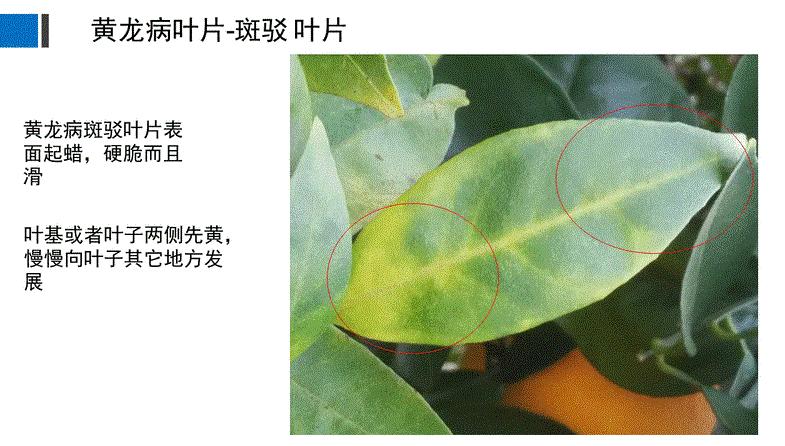 柑橘黄龙病怎样识别,柑橘黄龙病最新防治