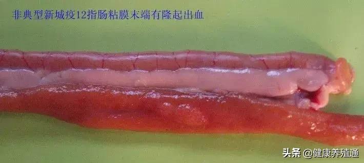 家禽与家禽解剖的不同点,家禽疾病诊断及解剖步骤