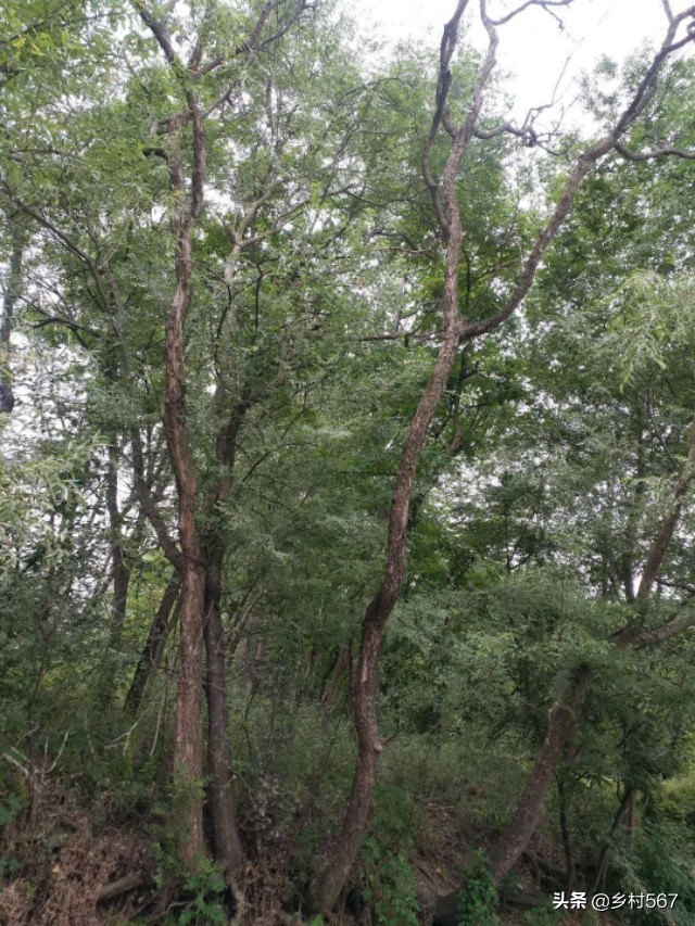 神奇古树奇观,神奇古树