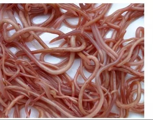 吃虫子减肥,减肥吃虫子的方法