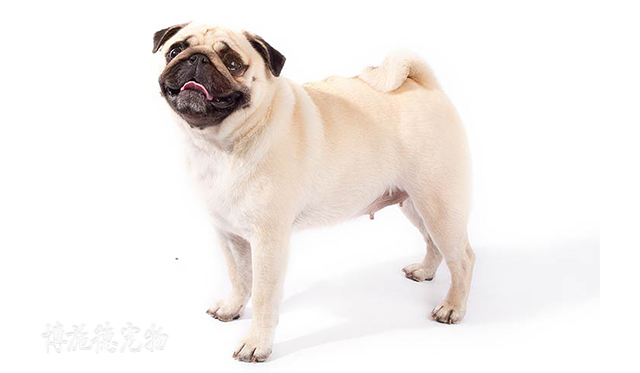 不爱叫的小型犬都有哪些,小型犬哪种比较聪明又不爱叫