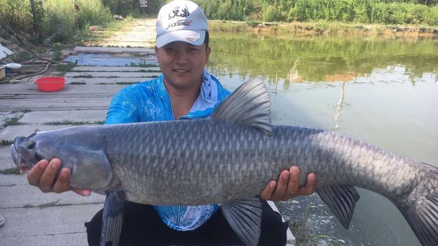 黑坑“肥水”鱼难钓，如何调整？因地制宜分析原因，即可有效避免