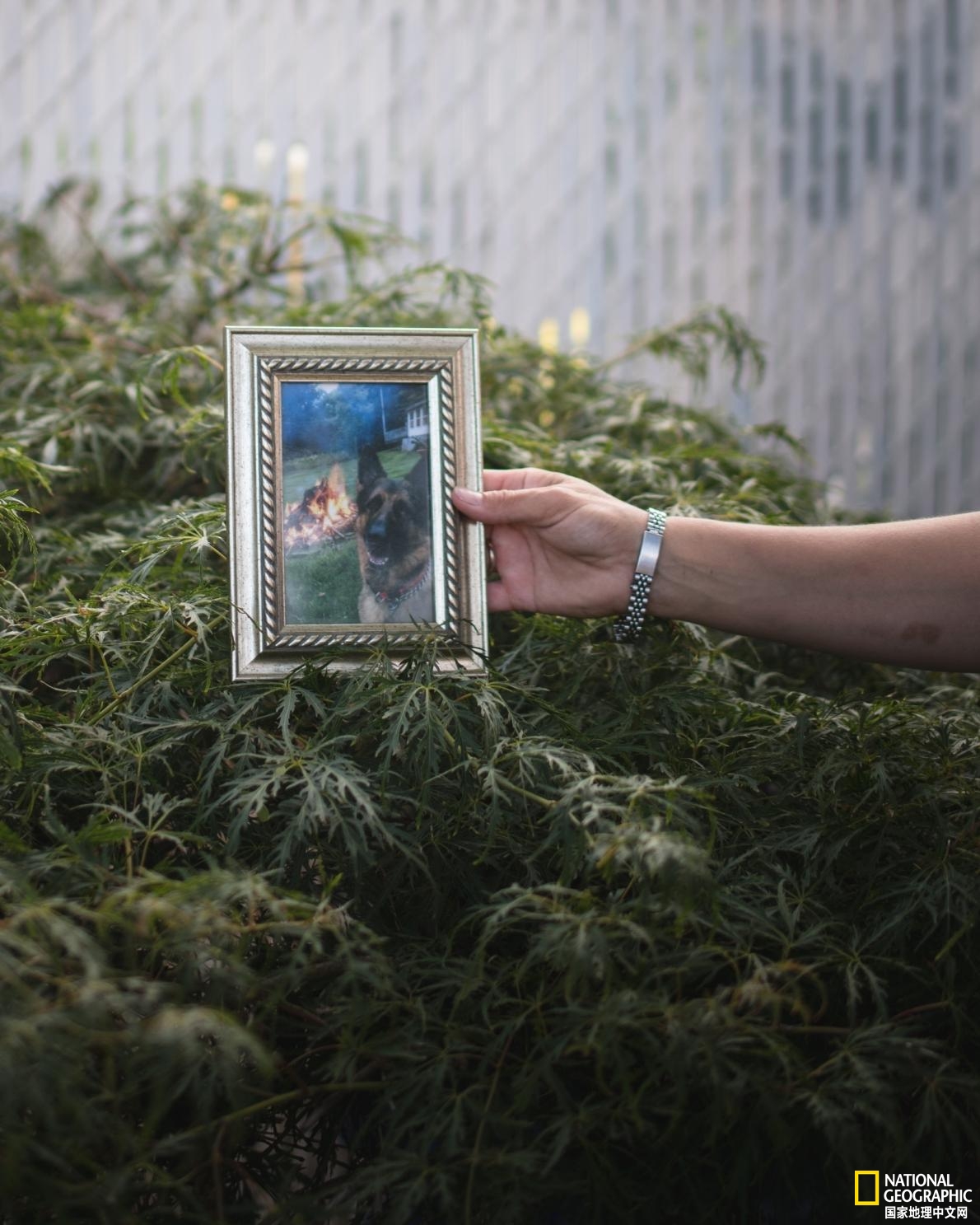 美国首例新冠死亡病例,美国首例宠物狗被感染