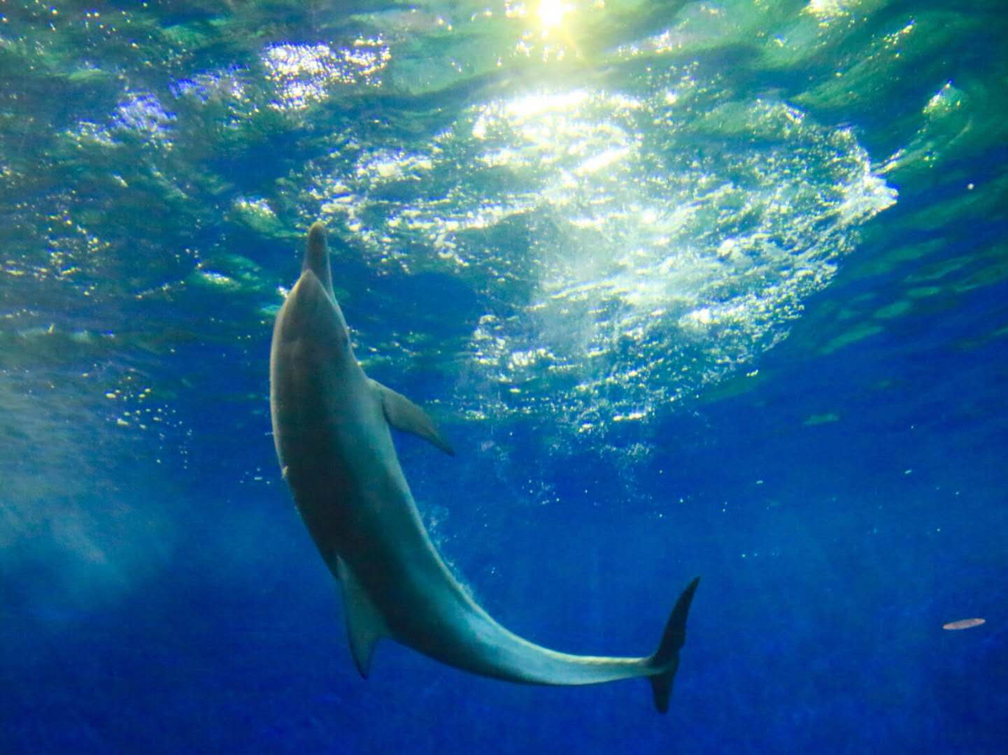 重庆海石公园网红打卡地,重庆汉海海洋公园怎么样