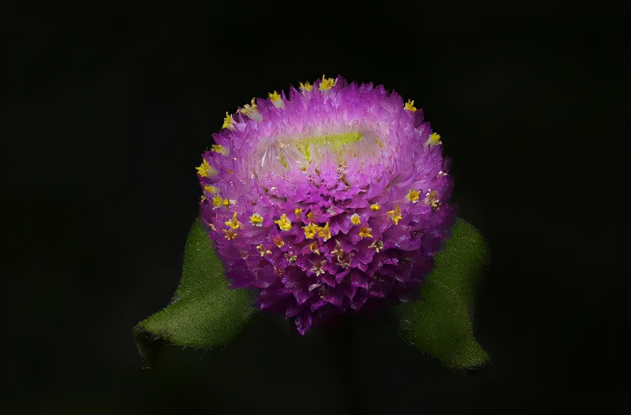 尼康105-2.8d微距镜头,尼康z1052.8s镜头拍摄效果