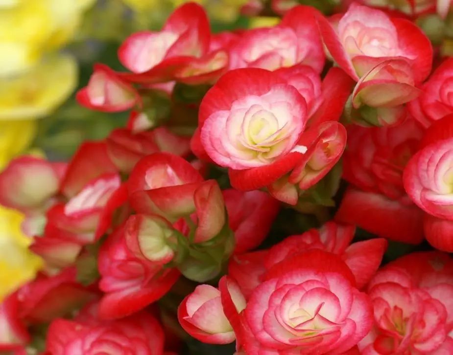 懒人花园植物,懒人花草100种