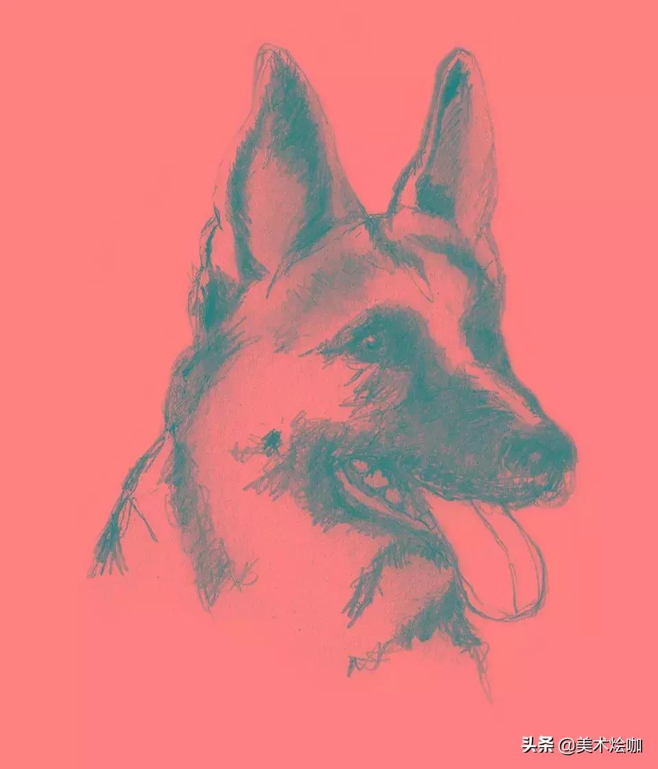 动物素描临摹装饰画,动物素描应该用哪些笔