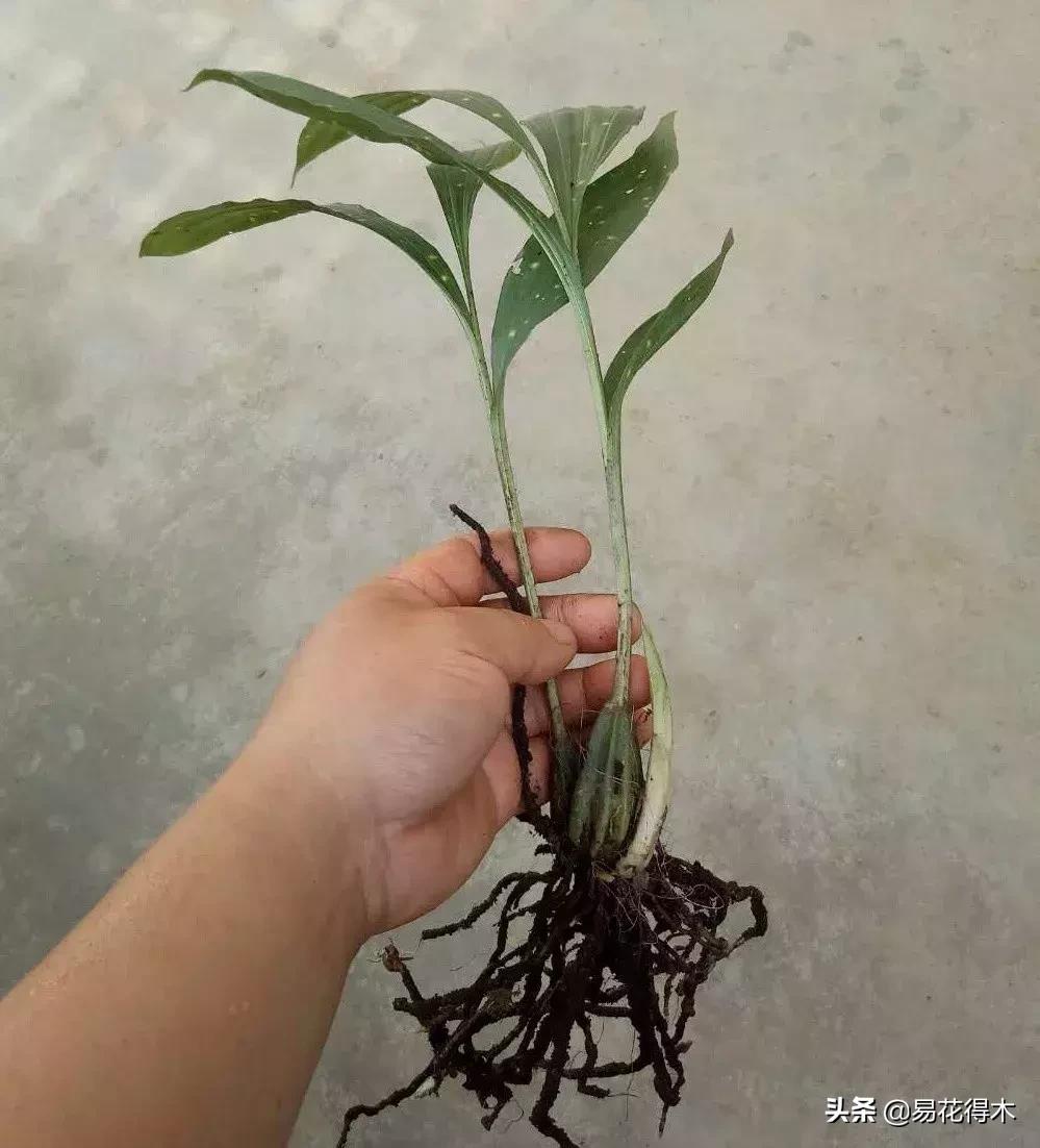 兰花推荐亭亭玉立的鹤顶兰,金斑鹤顶兰花