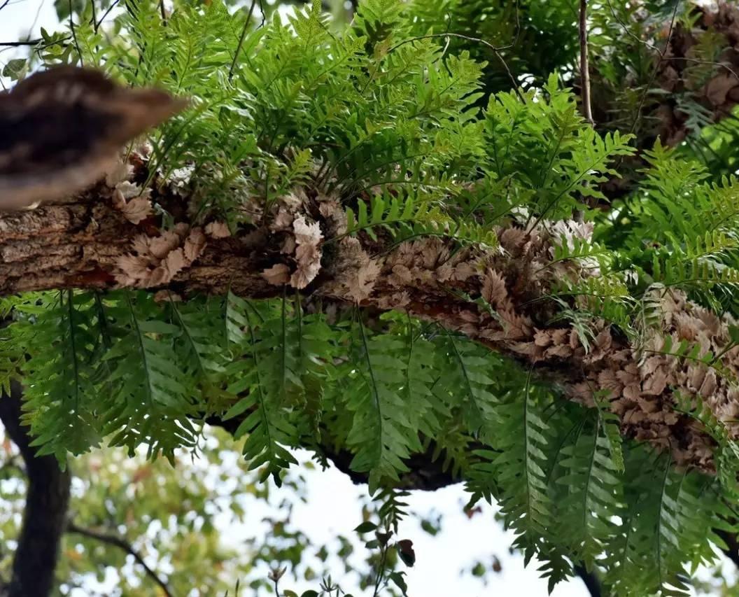 如今不可多得的“崖姜”，曾稀缺也好泛滥也罢，你都该好好认识它