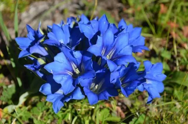 源氏物语美人如画深度解析,美人如画源氏物语