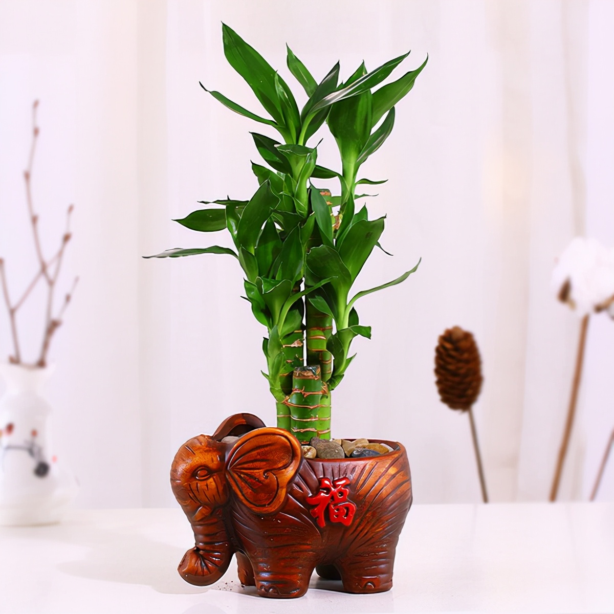 如何选择家中花卉植物盆栽,家庭常见的盆栽花卉的养护与管理