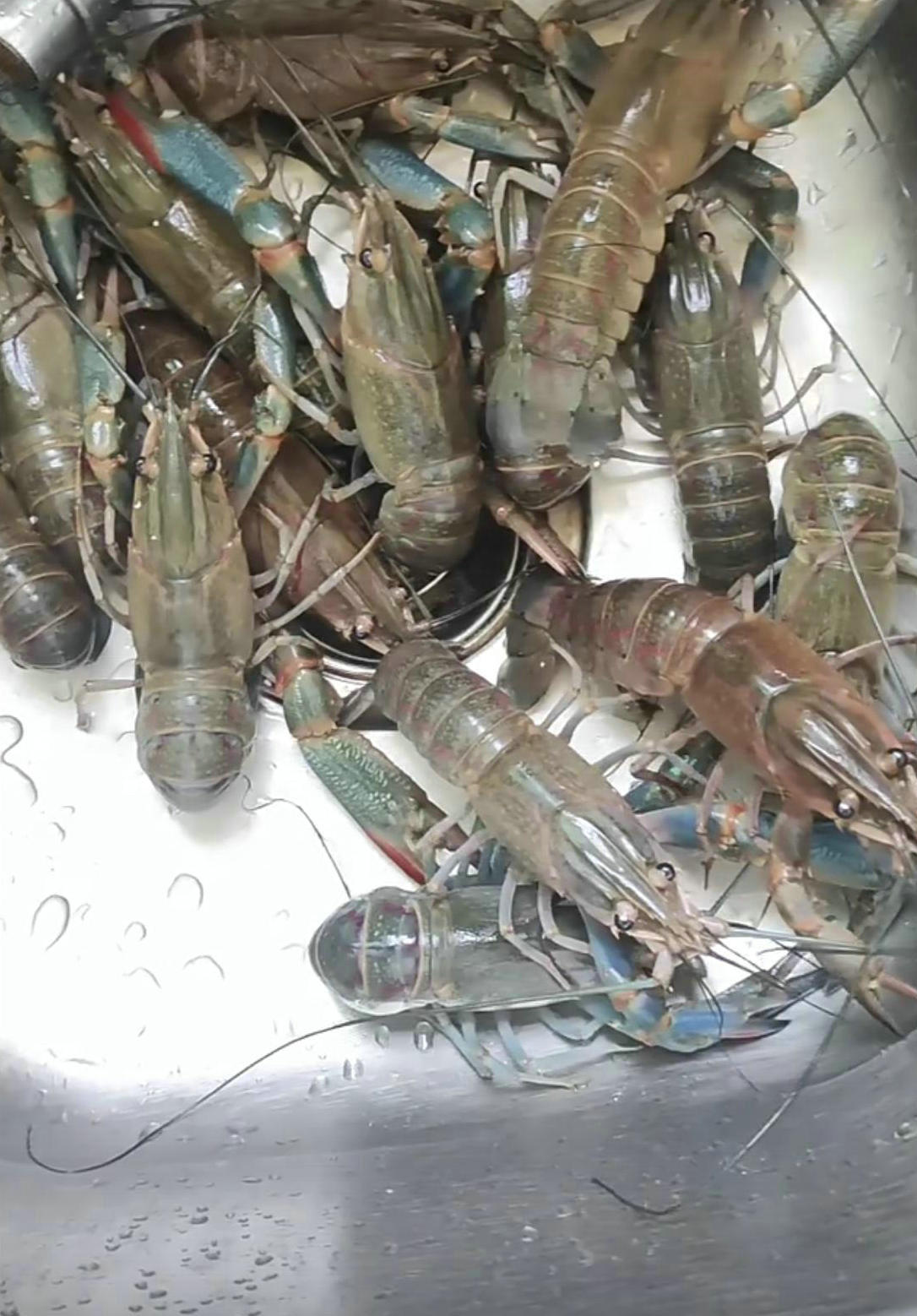 彩色大虾,广东水库彩色斑点小鱼