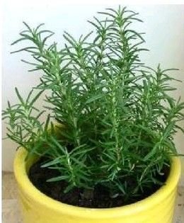 驱蚊草的养殖方法与技巧,养花除虫小妙计视频教程