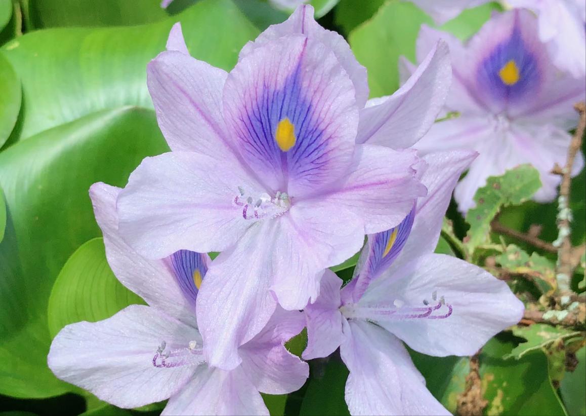 水葫芦在我国为何很少见了,水葫芦都有些什么样儿的