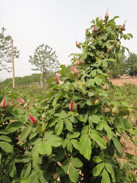 多彩玫瑰花苗四季开花,四季多种玫瑰