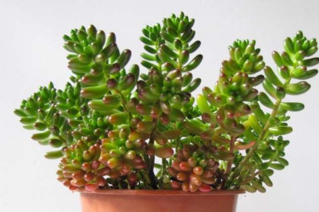 虹之玉叶子有白毛慢慢干枯咋回事,虹之玉叶子扁了怎么办