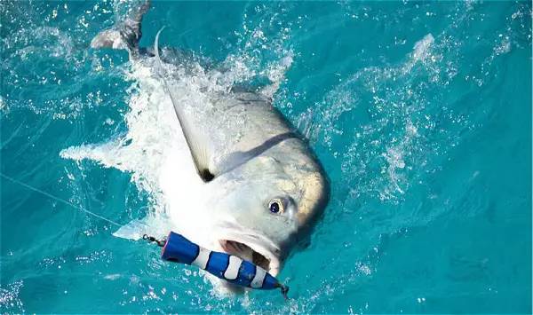 帕劳离境税,帕劳入境最新规定