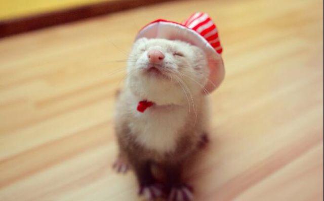 宠物貂新手避雷,宠物貂新手指南