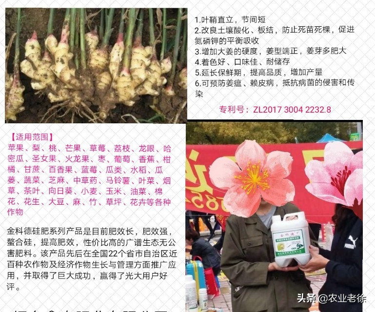 上海露天蔬菜种植时间表,青岛露天蔬菜种植时间表