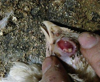 鸡眼肿有气泡怎么回事,鸡眼浮肿流泪睁不开如何治疗