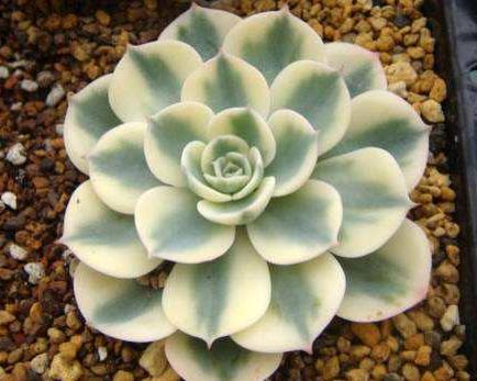 多肉怎么养才能出锦,什么是多肉锦化