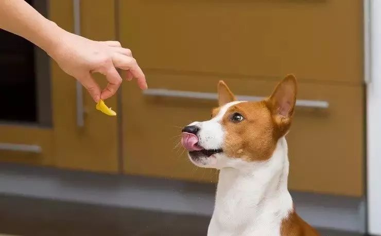 狗狗总是舔自己的小揪揪是为什么,狗狗总是爱舔人