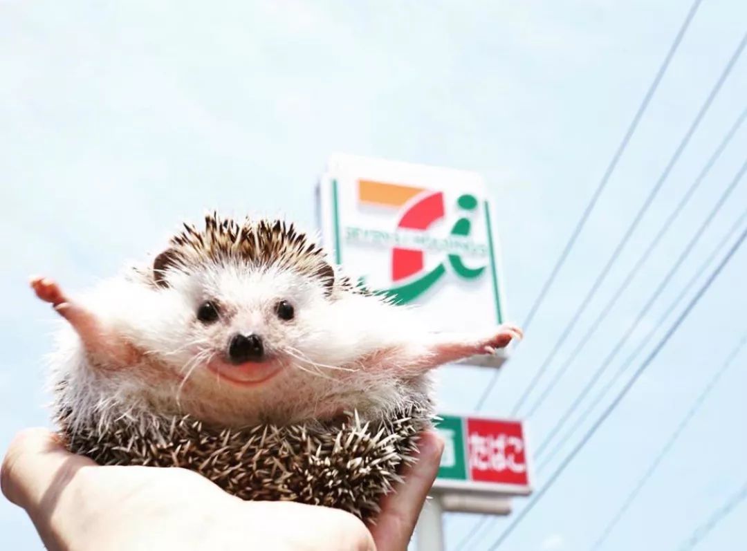 养一只戏精宠物是什么体验,养了一只小狐狸是什么体验