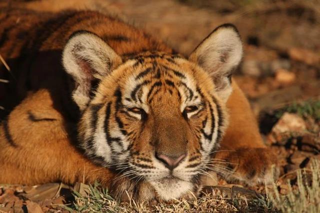 老虎谷的现状,南非老虎谷华南虎野化现状