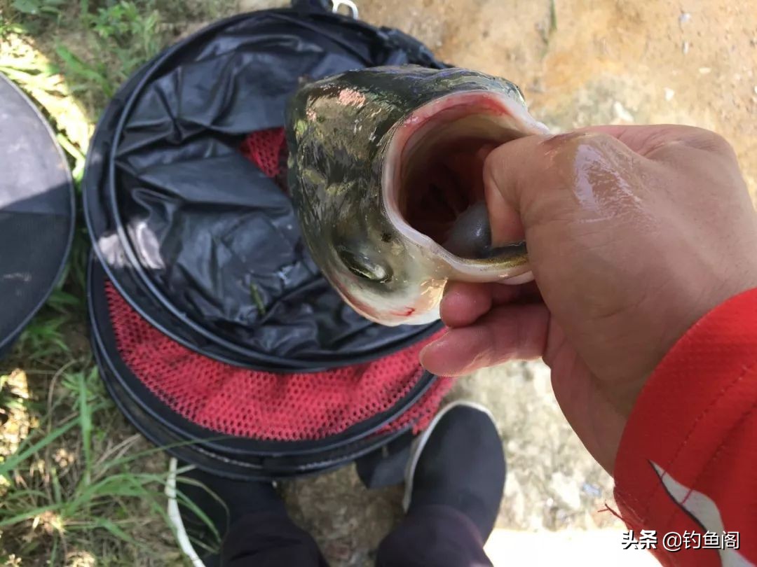 被倒刺钩钓过的鱼还能活吗,被翻板钩钓过的鱼能活吗