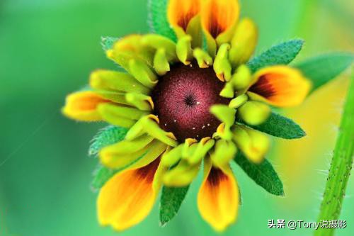 微距拍摄照片技巧有哪些,拍摄微距镜头如何构图