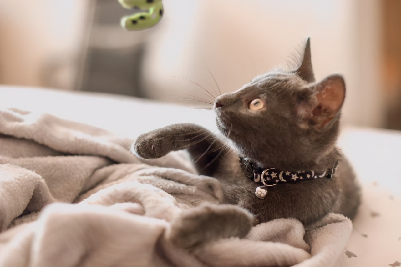 被猫咪咬住了怎么让它松口,被猫咬住手