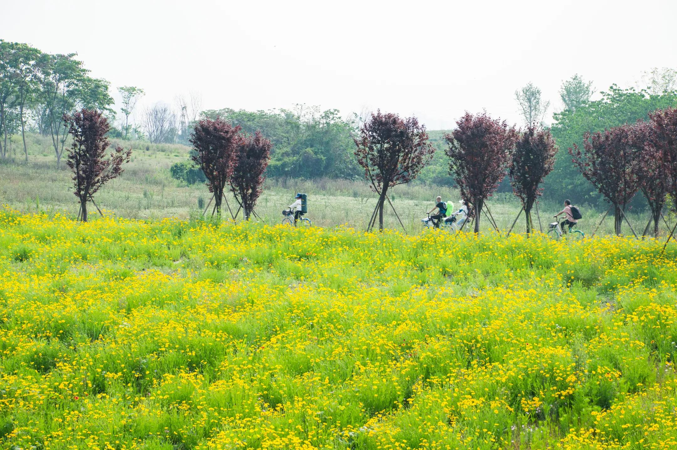 龙泉十陵航拍,龙泉驿区十陵