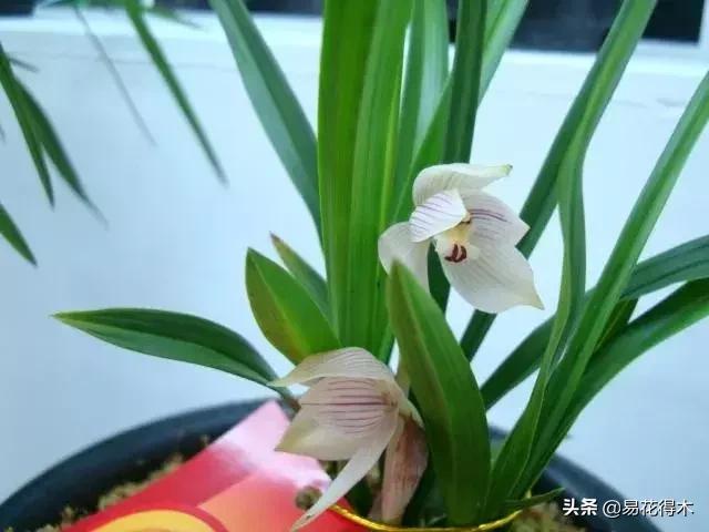 兰花养护｜茎腐病、黑腐病、根腐病和软腐病的区别救治