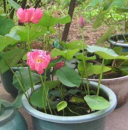 碗莲为什么不开花怎样养才能开花,碗莲怎么养才能开花又快又多