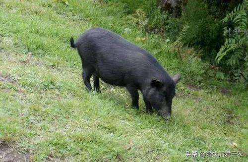 在农村做什么养殖业比较好,在农村适合做什么养殖业