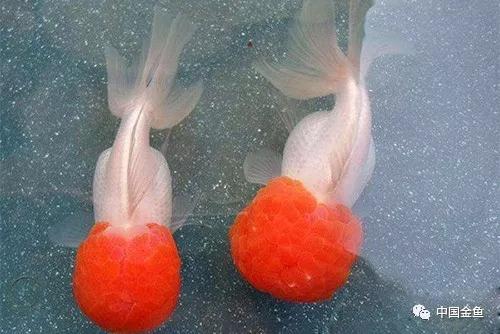 金鱼失鳔沉底怎么办,金鱼为什么养着养着就失鳔了