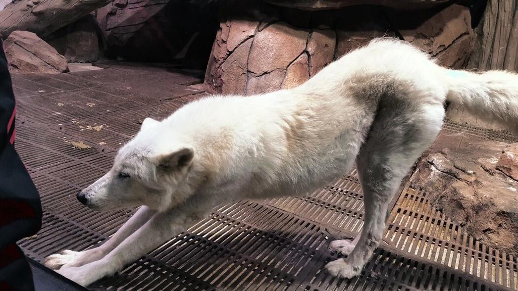 狗狗偏瘦吃什么增重,边牧狗狗偏瘦怎样才能喂胖