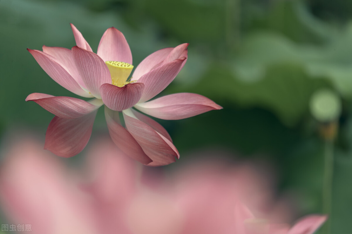 荷花怎么拍好看又有创意视频,教你拍摄荷花的四个意境
