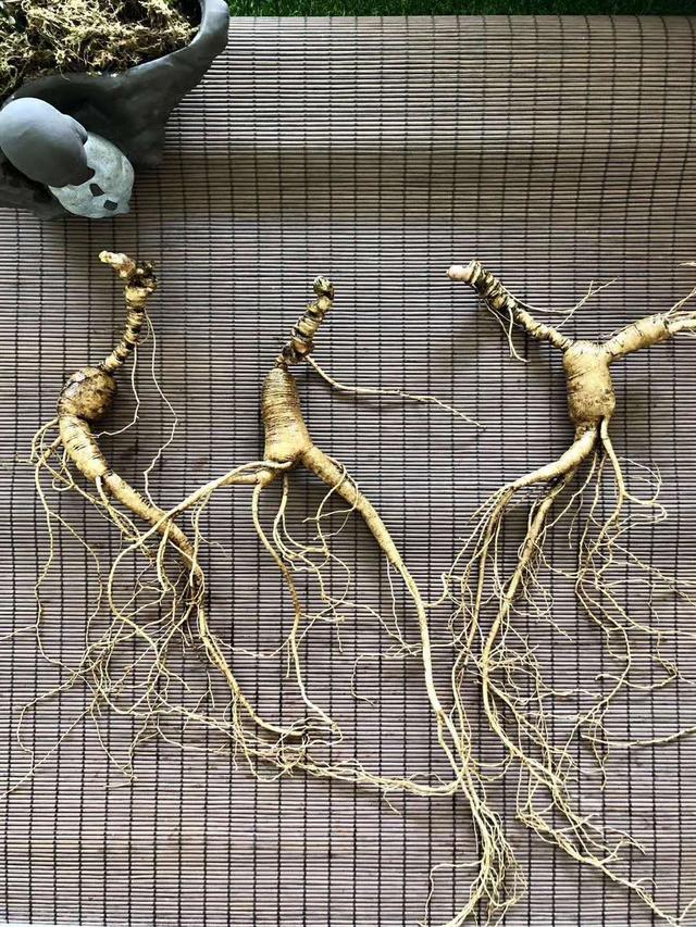 想买些人参建议有哪些,买干货应注意什么