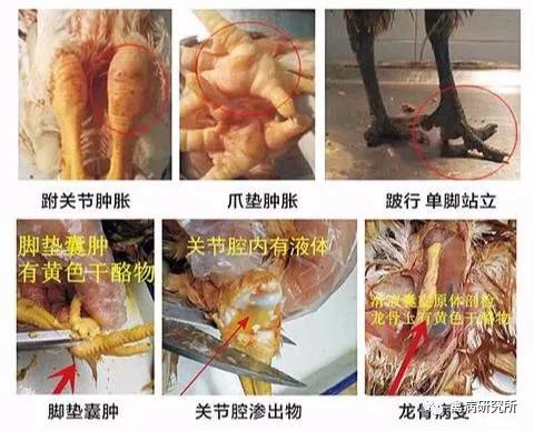 鸡关节肿痛站不起来,鸡关节着地站不稳