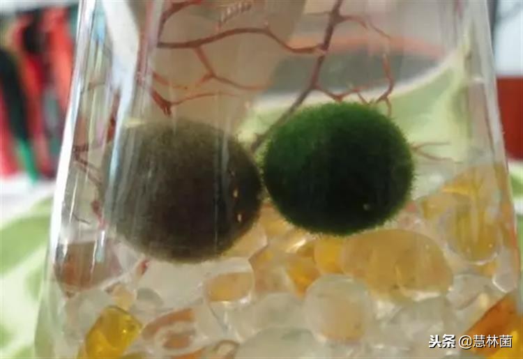 新兴萌宠动物,萌宠海藻球