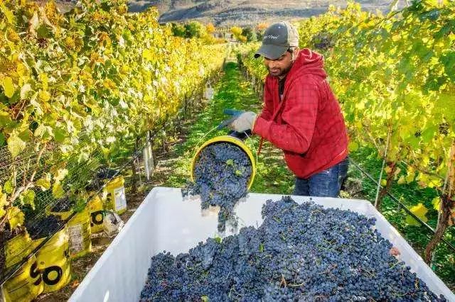 中国有机农业的道路应该如何寻找,有机农业中国农业