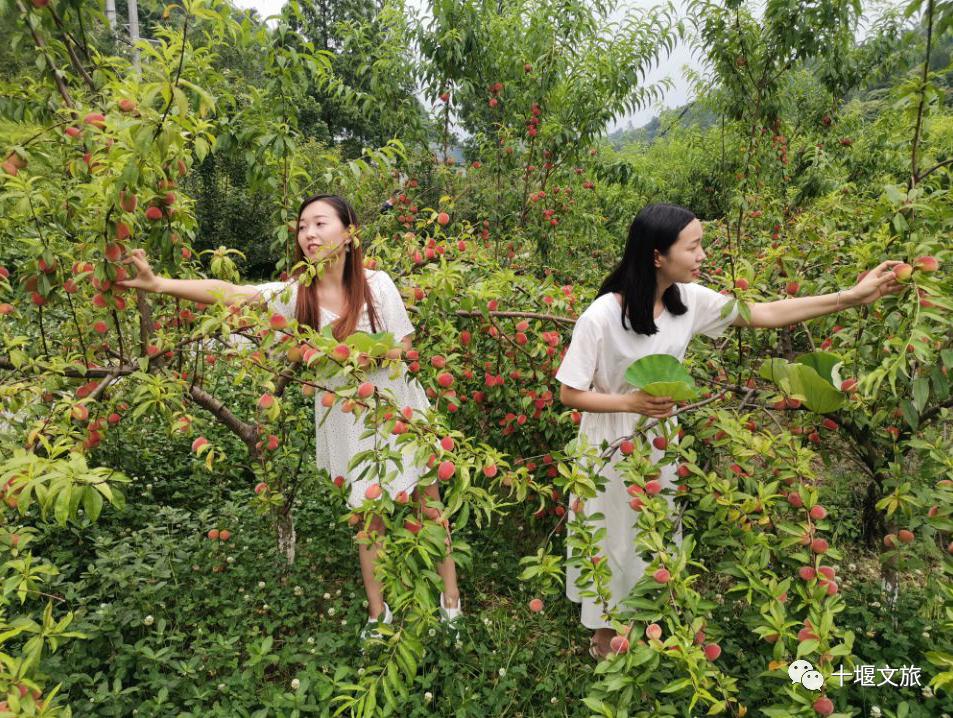 十堰新鲜采摘桃,十堰西沟桃子