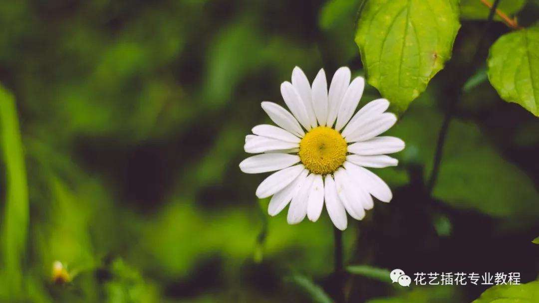 学花艺必备的花语,花艺师要知道的花与花语